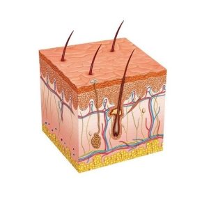 Skin Foundations - Back to Basics